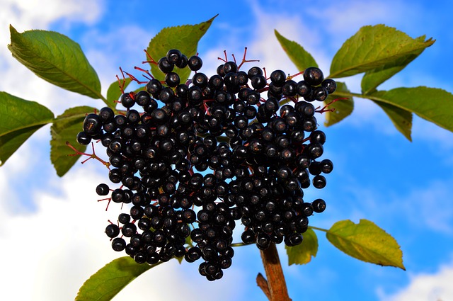 Co je to Arónie? Přeci jeřáb ptačí, a co takový vynikajíci sirup?